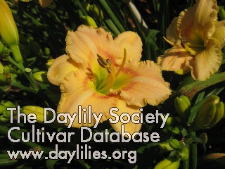 Daylily Gentle Greetings